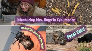 Introducing Mrs Bugs In Cyberspace