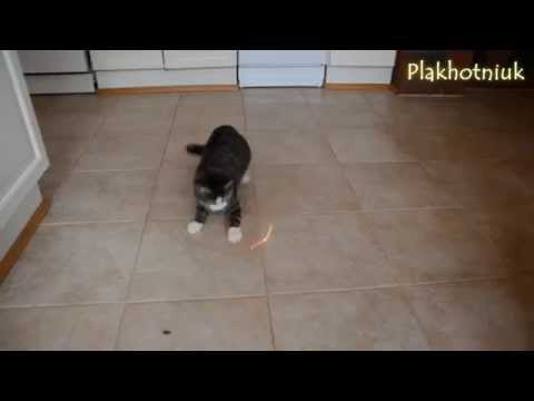 Video: Mitä Tehdä, Jos Kissanpentu Myrkytetään