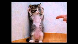 Kuri Shax 2011 ---------- Rswa Bu