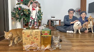 Lala is surprised and delighted to receive a secret Christmas gift from Mom and Dad!