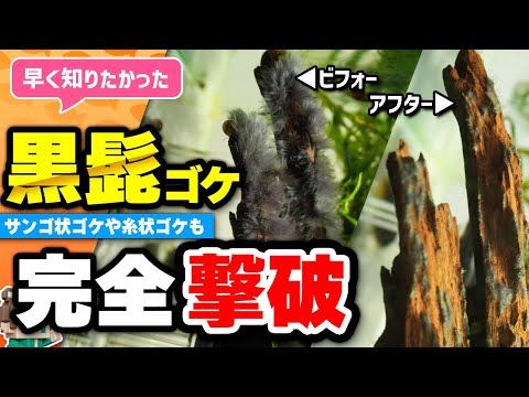 黒髭苔を即撃破！魚やエビに影響がない最強コケ取り剤を実際に使って紹介します【APT FIX】【ビバアクア】#アクアリウム #熱帯魚