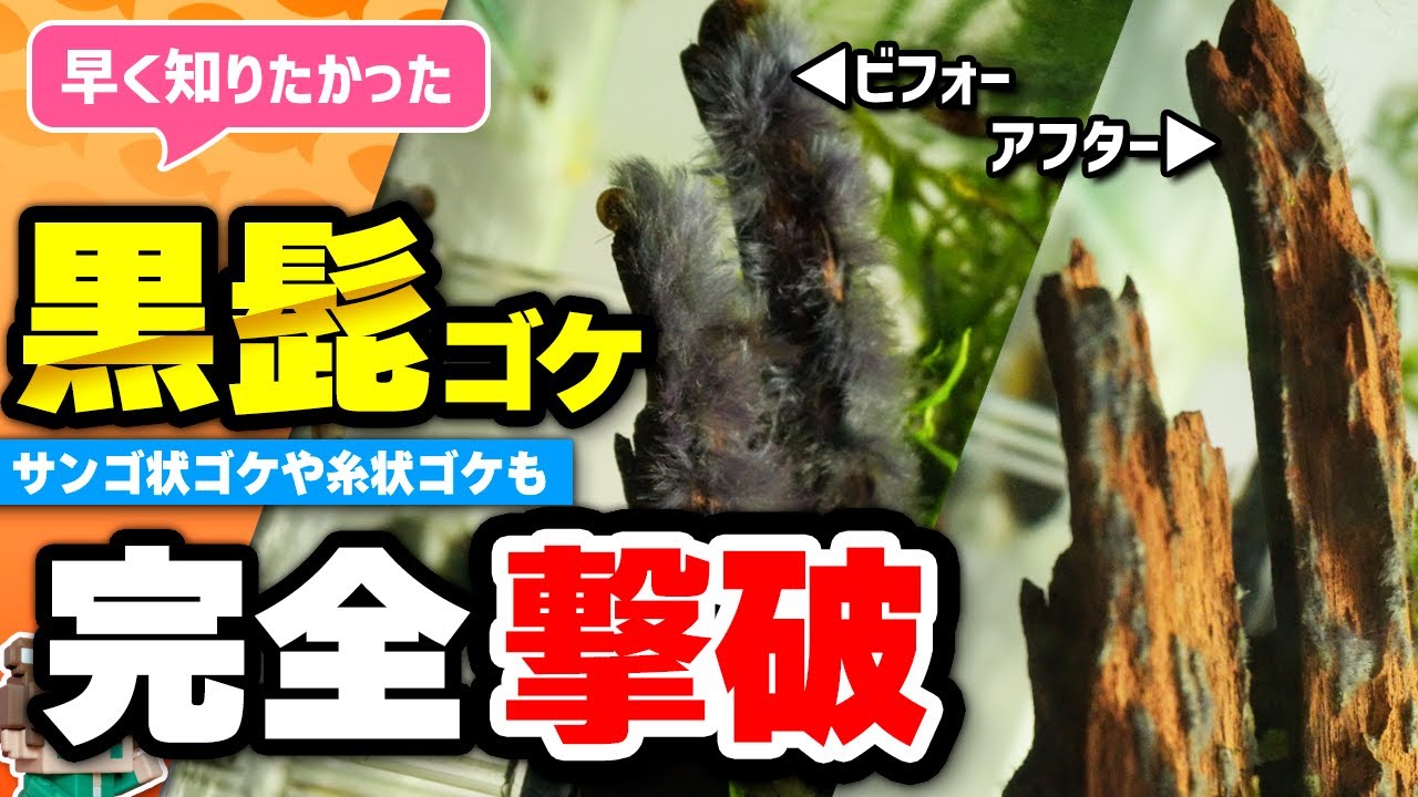黒髭苔を即撃破！魚やエビに影響がない最強コケ取り剤を実際に使って紹介します【APT FIX】【ビバアクア】