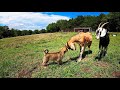 Livestock Guard Dog Meets Farm Animals | Moses' Adventures!