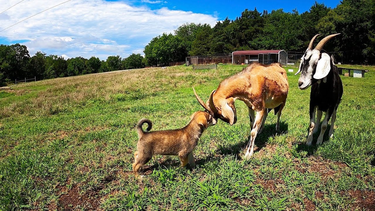 Livestock Guard Dog Meets Farm Animals | Moses' Adventures!