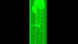 3D fluorescent zebrafish