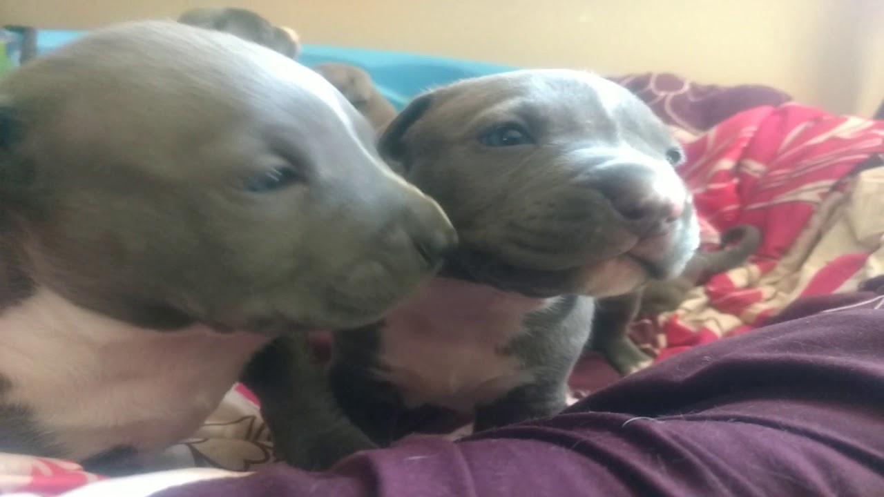 3 week old pitbull puppies - YouTube