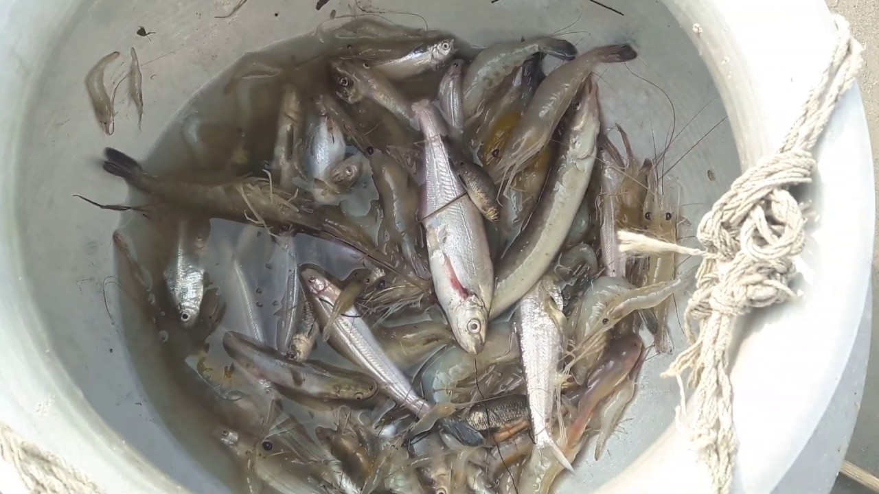 River Fishing Near Me Village Fishing By Net Fishing Games. YouTube