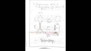 BBYEL 142 EXP 1 To Study Viruses , Prokaryotic and Eukaryotic Cells by Electron Micrograph | BOTANY