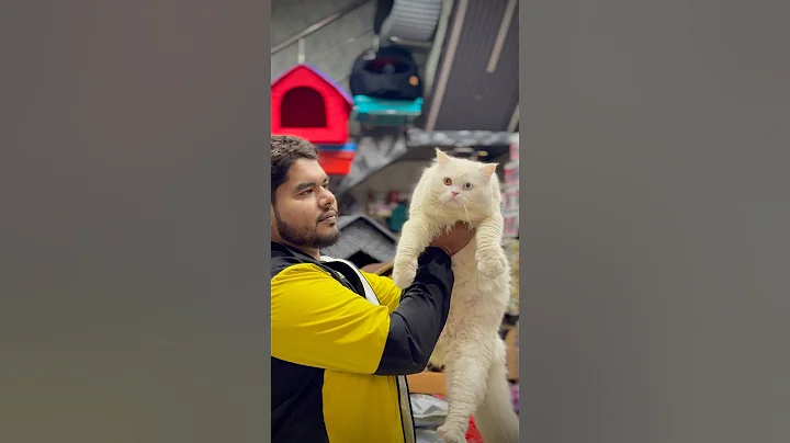 Video 11542791: persian cat odd eyes, persian cat male, persian cat love