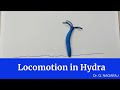Locomotion in hydra