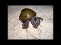 50 fascinating fast facts about hermit crabs