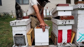 How To Add A Frame of Bees To A Weak Hive