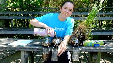 Wetlands and Water Quality 2