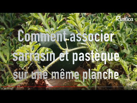 Vidéo: Le Sarrasin Comme Engrais Vert : Comment Semer ? Règles De Plantation Et D'entretien, Caractéristiques De Nettoyage. Pour Quelles Cultures Est-il Utilisé ? Avantages Et Inconvénien