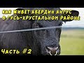 Модный абердин ангус обосновался в Гусь-Хрустальном районе