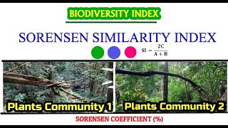 What is Sorensen Similarity Index?