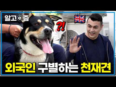 "외국인만 보면 왈왈 짖어요" 한국인과 외국인을 귀신같이 구별한다는 천재개, 진짜인지 직접 확인해봤습니다｜세상에 나쁜 개는 없다｜알고e즘