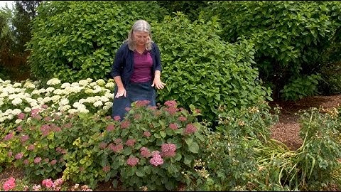 Which Smooth Hydrangea is Right For You? | Part Two: Dwarf-sized Hydrangeas