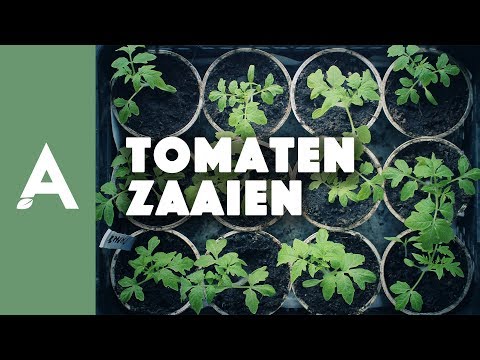 Video: Wanneer tomaten duiken na ontkieming volgens de maankalender 2021