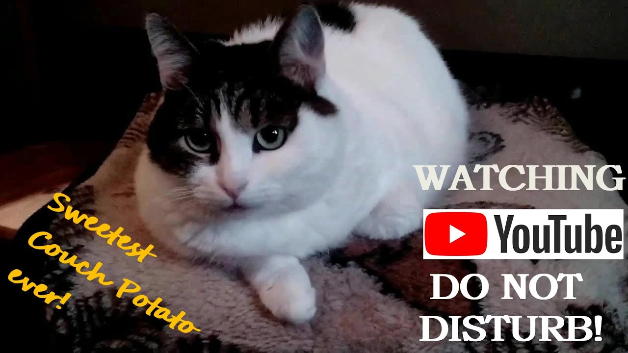 Мурка-Лежебока (Murka, the Couch Potato)