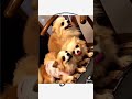#チワワのいる暮らし
