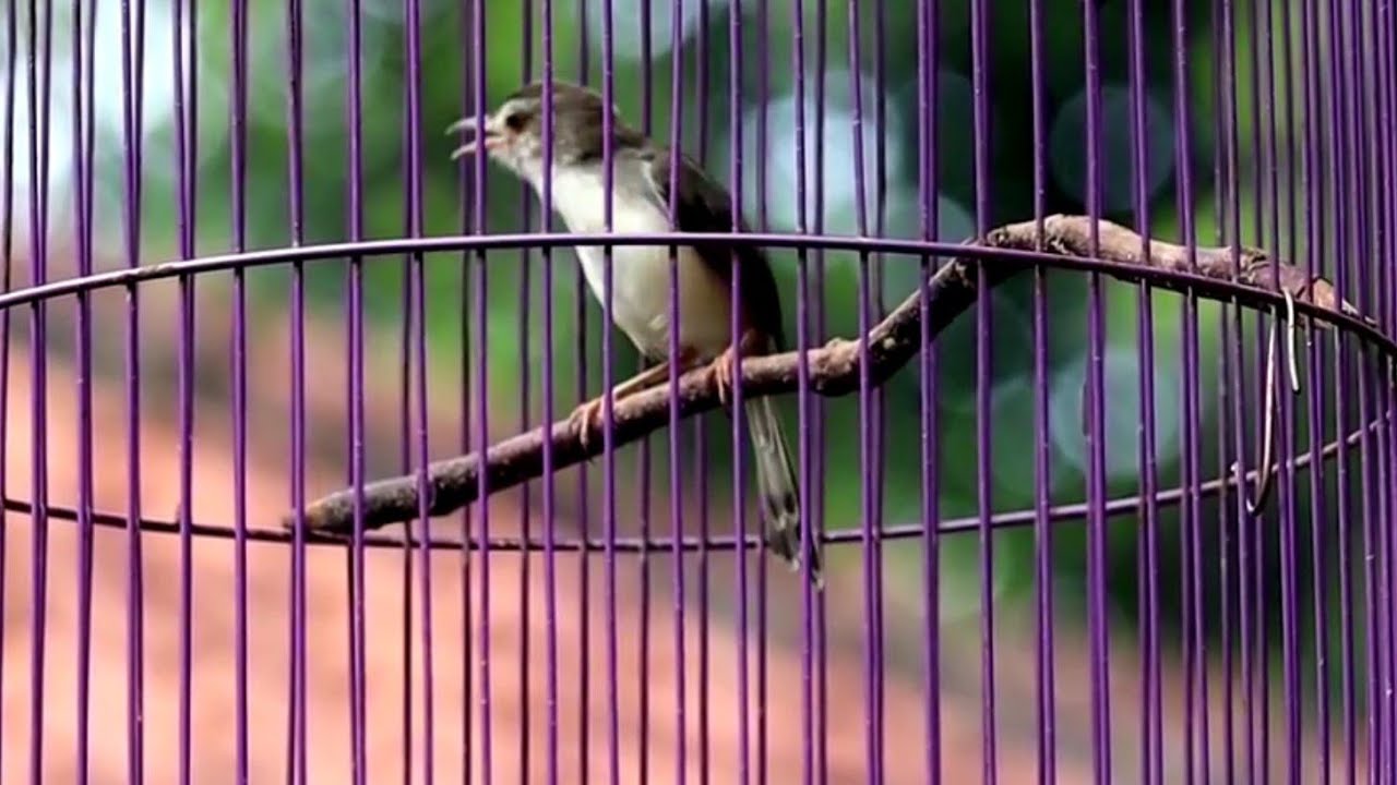 BURUNG PRENJAK KLIK KLIK ngebrenn dan ngeklik panjang 