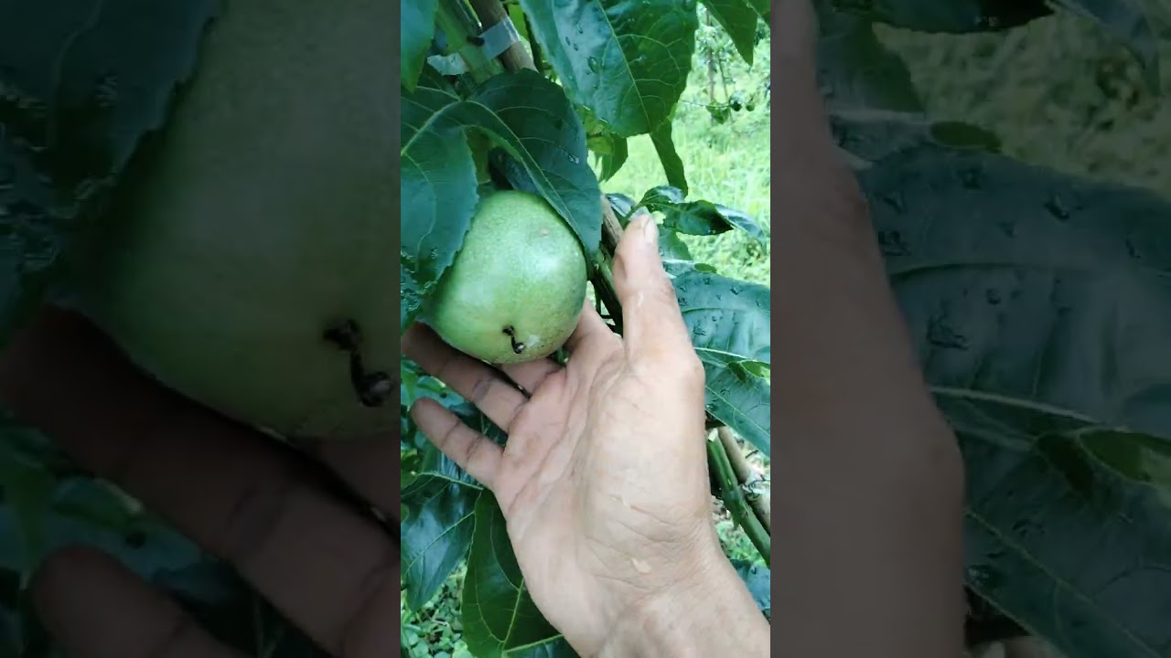 Vườn chanh dây được 4tháng của Tơ bên Lào 