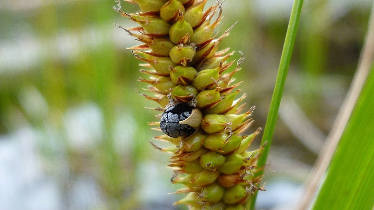 Write A Short Note About Smut Fungus