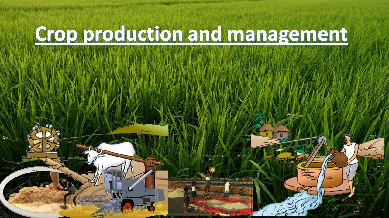 assignment on crop production and management