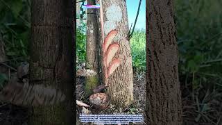 Tapping Nature's Bounty: How Skilled Harvesters Extract Latex from Rubber Trees with Precision