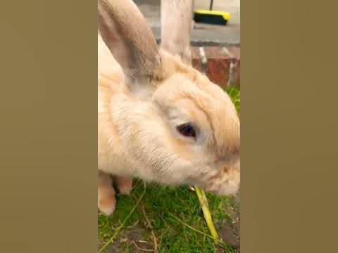 bunny bunny ur funny 😁 - YouTube