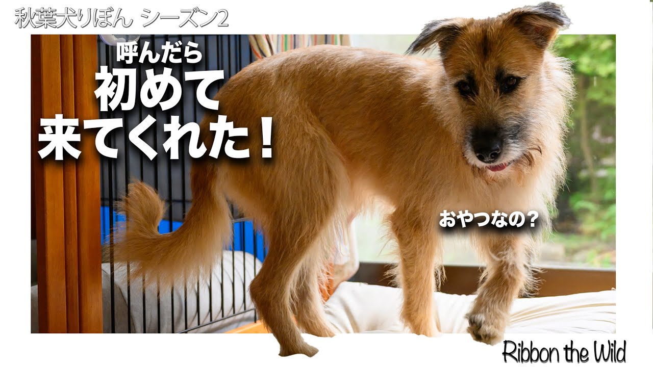 呼んだら、走ってきた＝初めての瞬間＿秋葉犬りぼん