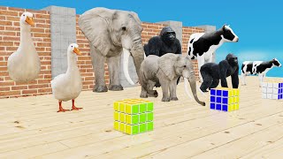 Duck Vs Cow Vs Gorilla Vs Elephant Choose the Right Mystery Wall Fountain Crossing Animals Games screenshot 3