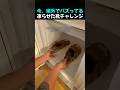 夏でも無料でスキーする方法