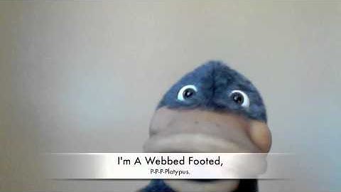 P-P-Platypus Song.... With Lyrics.