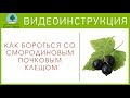 Как бороться со СМОРОДИНОВЫМ почковым клещем. Видеоинструкция от Питомника "Сады Урала"