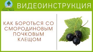 Как бороться со смородиновым почковым клещем. Видеоинструкция от Питомника \