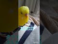 正月太りを指摘してくるトリ