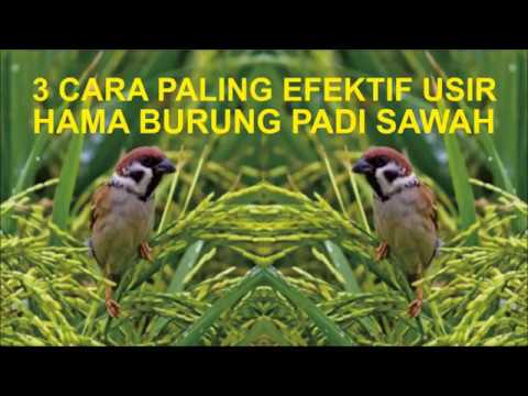 Cara mengusir burung di dalam rumah