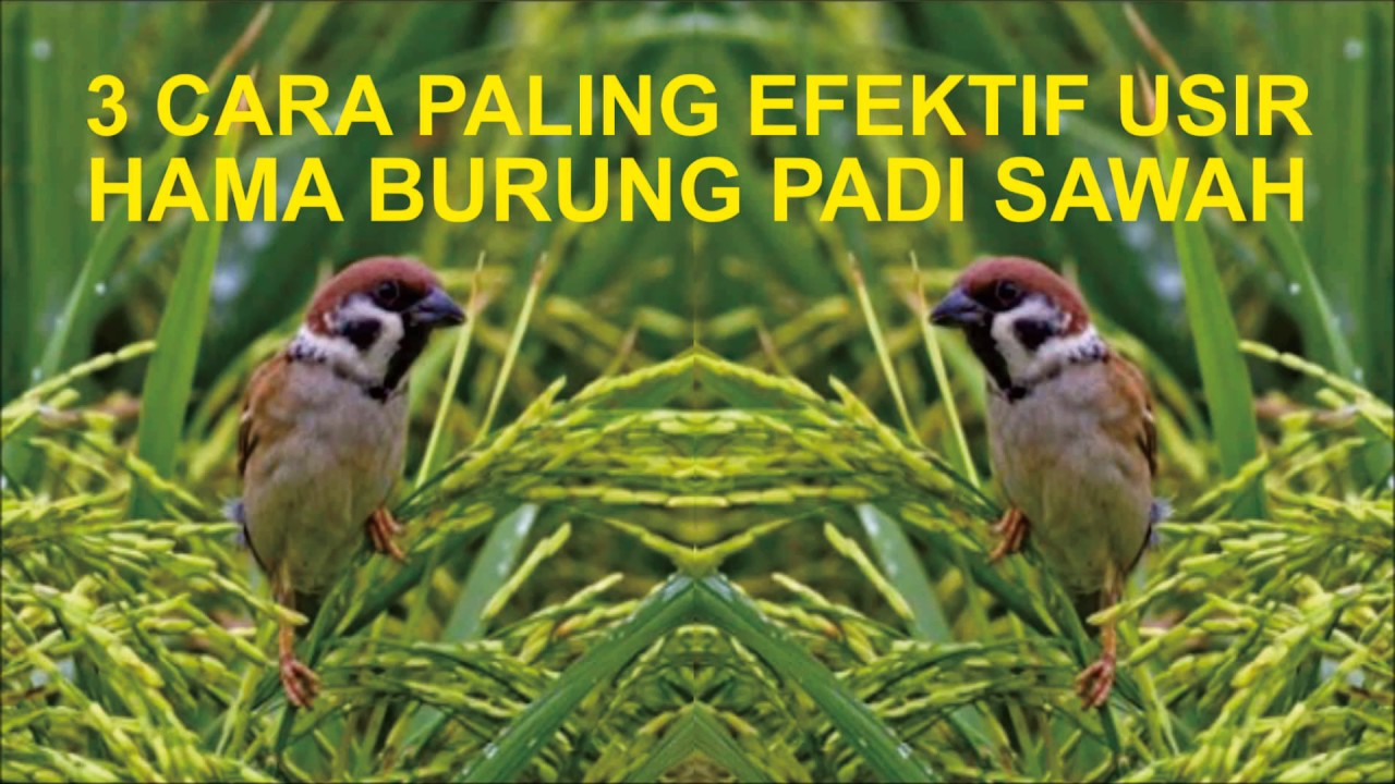3 CARA PALING EFEKTIF USIR HAMA BURUNG PADI SAWAH - YouTube
