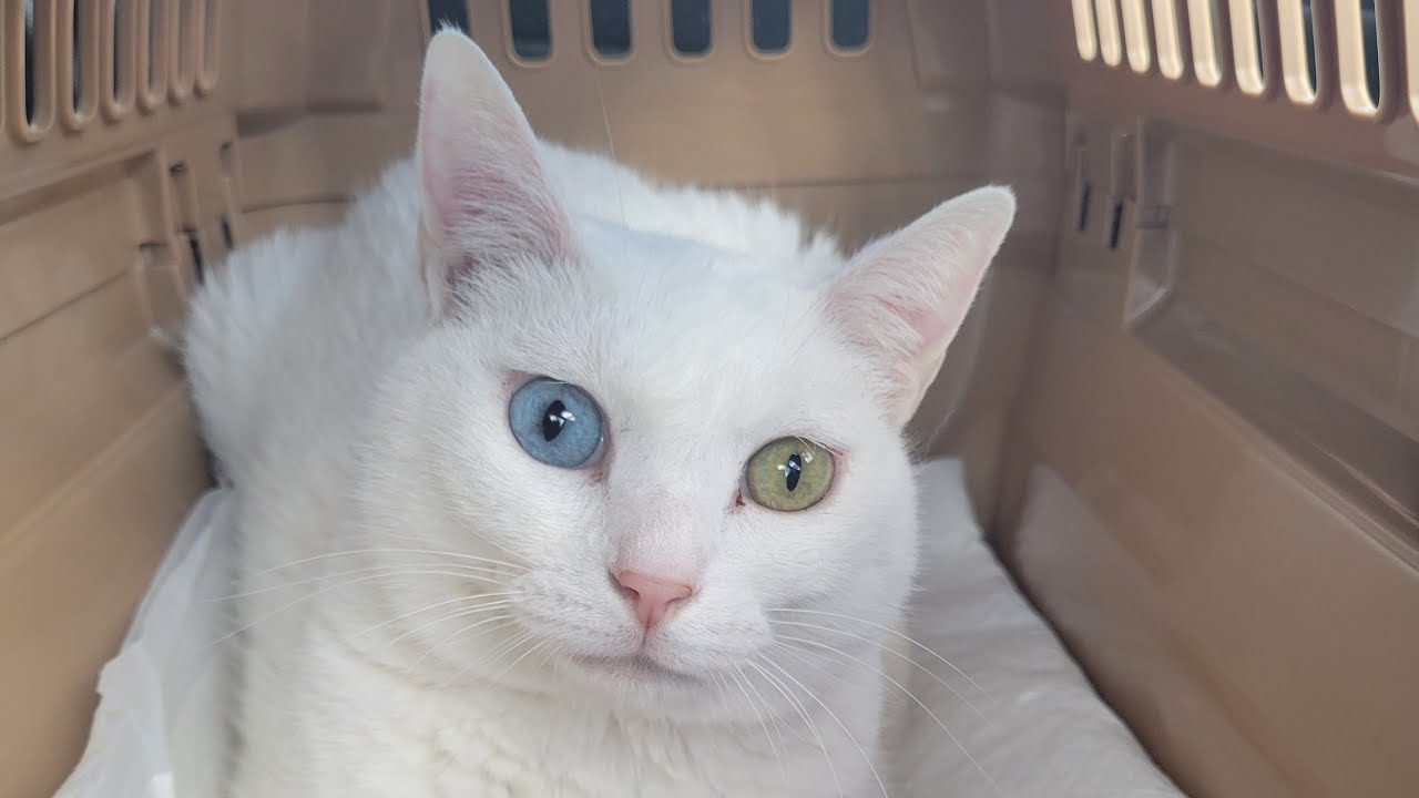 ネコパパ 緊急搬送…🐱バタバタの大晦日…😵💦】Smile to Heart 【譲渡型保護猫