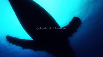 أواخر سورة الصافات بصوت القارئ أمير ضياءالدين💐