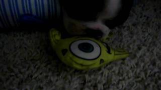 Boston Terrier Hemi Snoring