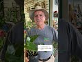 ¡Lluvia y Plantas! 🌧️ Consejos de Jardinería para tu Huerto