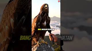 The Reason Eagles Like To Fly High