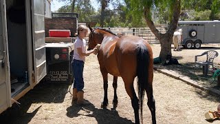 Split - Gentle 12 Year Old Ranch Gelding