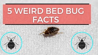 5 Weird Bed Bug Facts You'll Want To Know! 😅