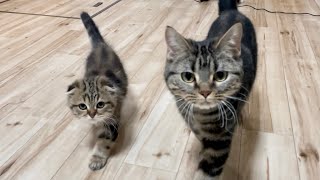 飼い主を母親と勘違いしてどこまでもついてくる子猫