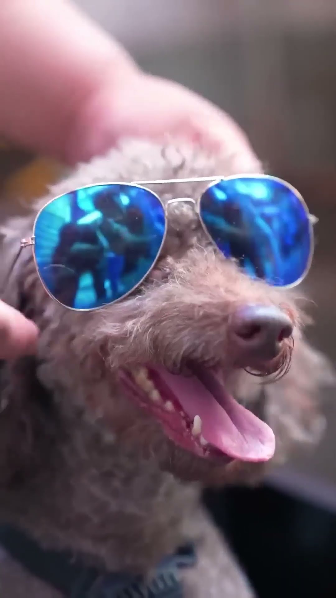 Dog Drove to Deliver the Message 丨TikTok Creative Humor Video 丨Funny Video Long Mom