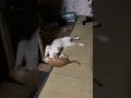 猫に尻尾がトカゲみたいに動いとるやんw